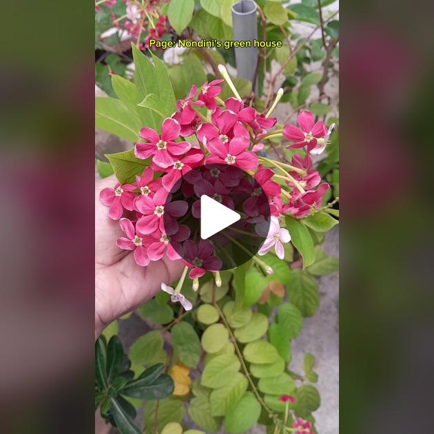 Erotik jinsiy aloqa Tik turgan holda qizni sikayotgan yigit video