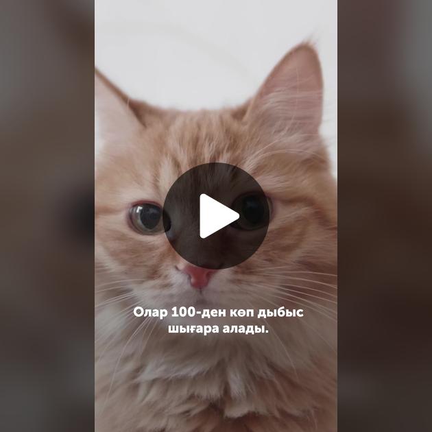 Олар мысықты кесіп тастады Олар мысықты кесіп тастады