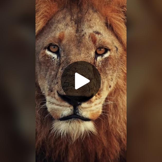 Жігіттің бетіндегі спермы порно видео Әйелдерге арналған эротикалық өлеңдер