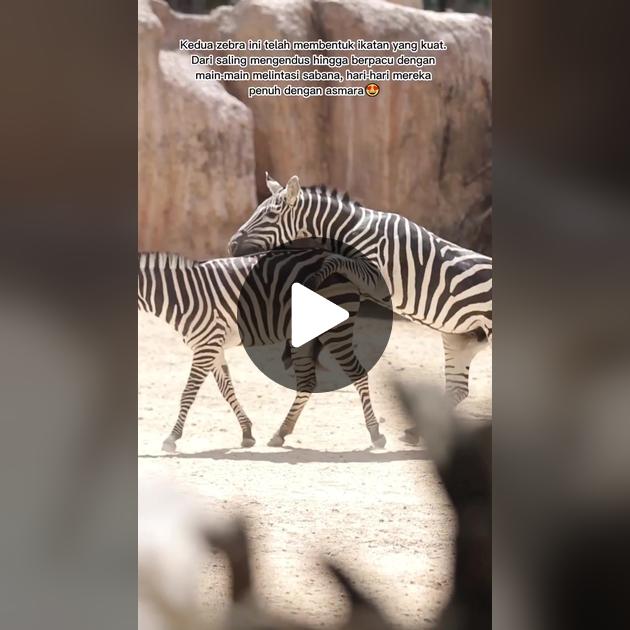 Zebra bilan jinsiy aloqa onlayn Zebra bilan jinsiy aloqa onlayn