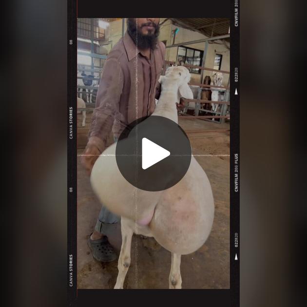 Seksy ona dumba video Seksy ona dumba video