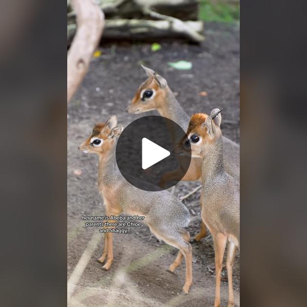 Желіде қарап отырып, олар сиқырлайды. Қыздың алғашқы жыныстық қатынасы